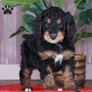 SCOUT, Mini Golden Mountain Doodle Puppy